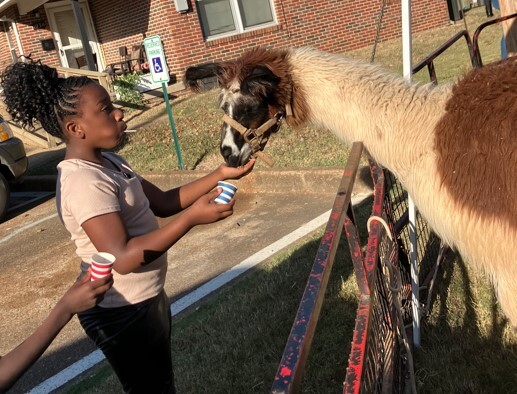 Girl visiting with and feeding an alpaca.
