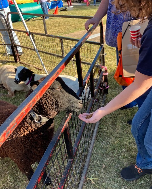 Kids at the Fall Festival visiting and feeding sheep.
